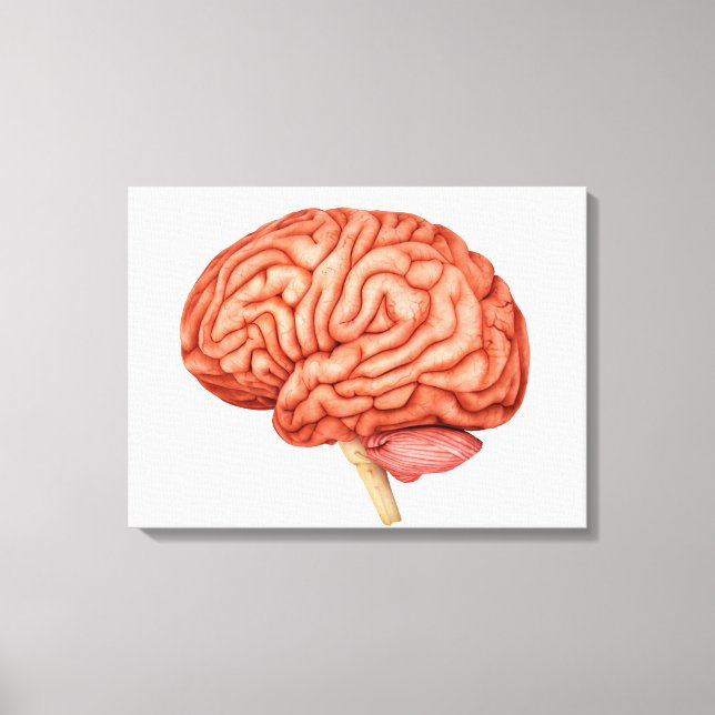 Anatomie des menschlichen Gehirns, Seitenansicht 2 Leinwanddruck (Vorderseite)