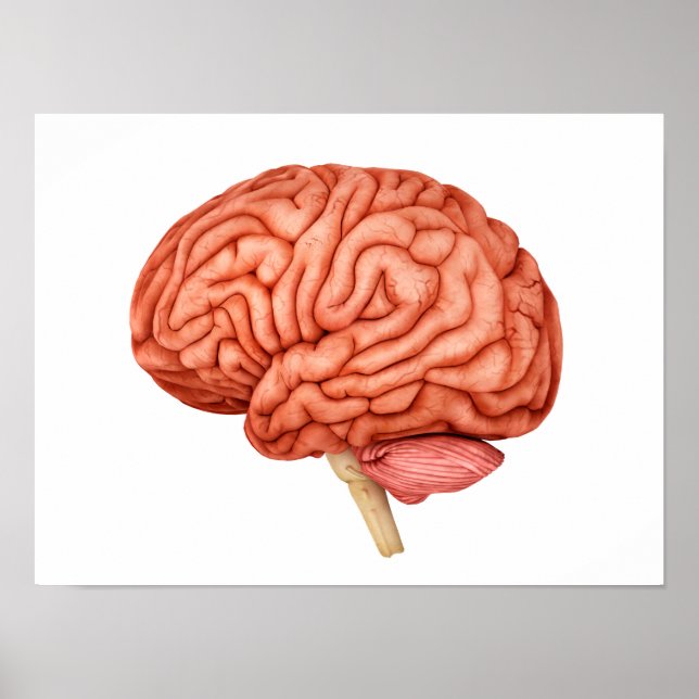 Anatomie des menschlichen Gehirns, Seitenansicht 2 Poster (Vorne)