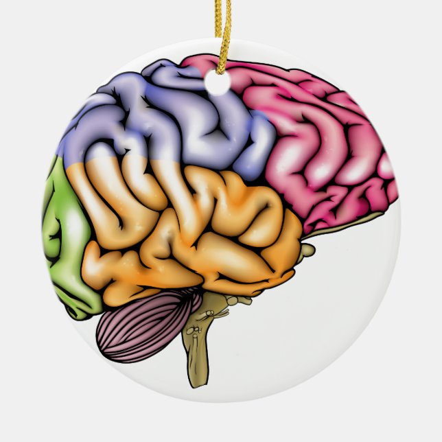 Anatomie des menschlichen Gehirns unterteilt Keramik Ornament (Vorne)