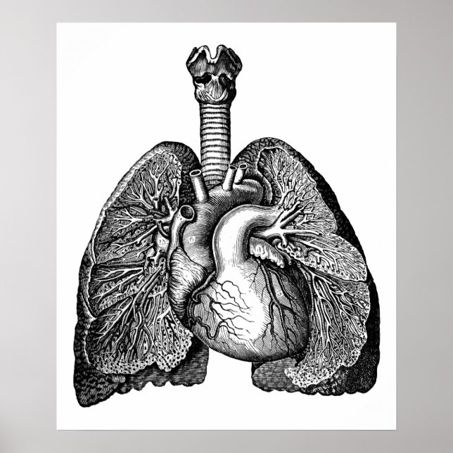 Anatomie des menschlichen Herzens Lunge Wissenscha Poster (Vorne)