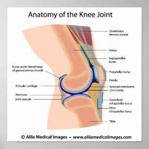 Anatomie des menschlichen Kniegelenk-Posters Poster