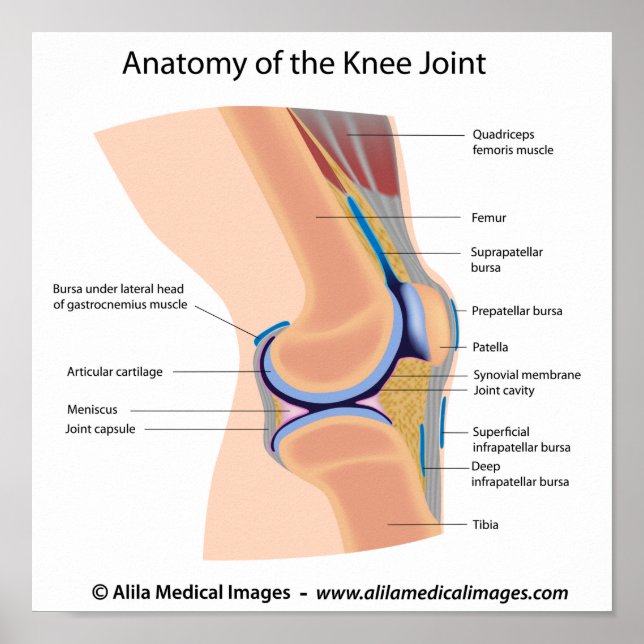 Anatomie des menschlichen Kniegelenk-Posters Poster (Vorne)