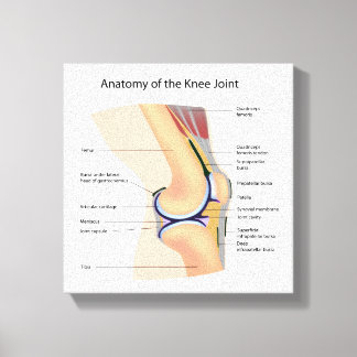 Anatomie des menschlichen Kniegelenks Leinwanddruck