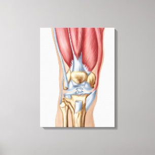 Anatomie des menschlichen Kniegelenks Leinwanddruck