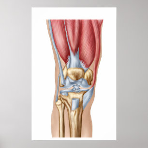 Anatomie des menschlichen Kniegelenks Poster