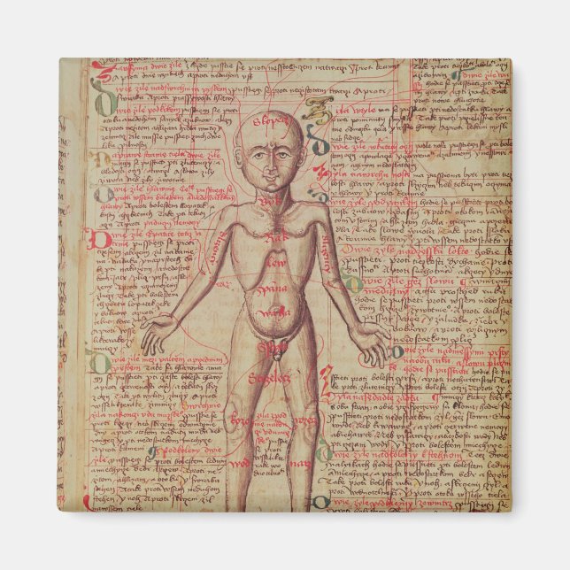 Anatomie des menschlichen Körpers Magnet (Vorne)