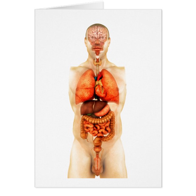 Anatomie des menschlichen Körpers mit Ganzorganen  (Vorne)