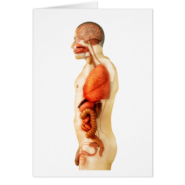Anatomie des menschlichen Körpers mit Ganzorganen  (Vorne)