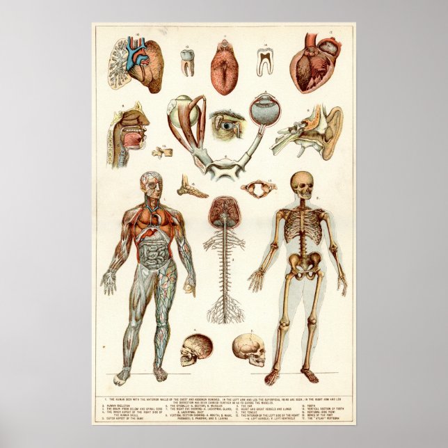 Anatomie des menschlichen Körpers Poster (Vorne)