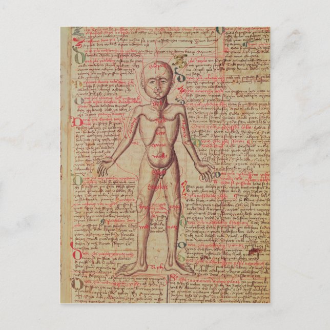 Anatomie des menschlichen Körpers Postkarte (Vorderseite)