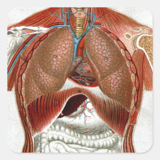 Anatomie des menschlichen Körpers Quadratischer Aufkleber