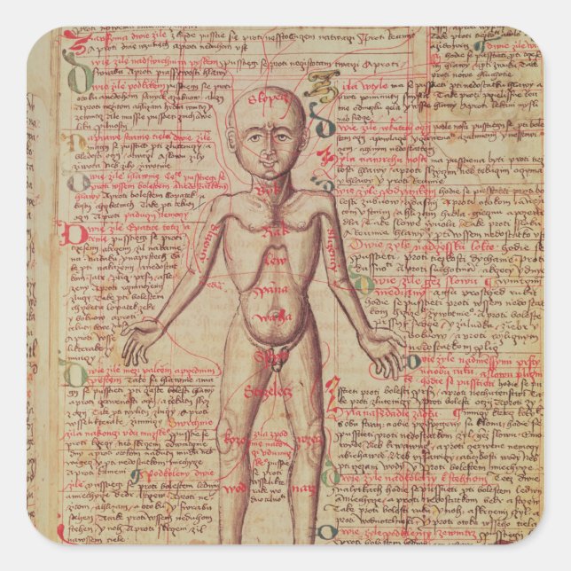 Anatomie des menschlichen Körpers Quadratischer Aufkleber (Vorderseite)