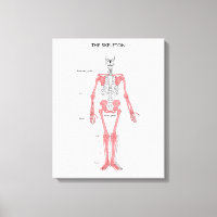 Anatomie des menschlichen Körpers Skelett Anatomis