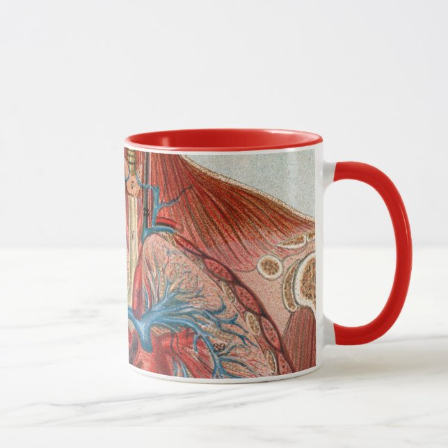 Anatomie des menschlichen Körpers Tasse (Rechts)