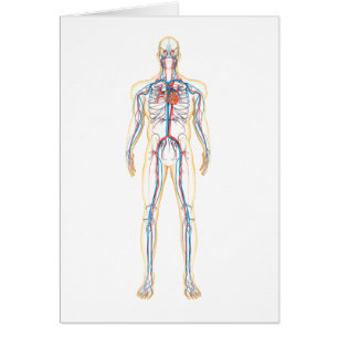 Anatomie des menschlichen Körpers und des
