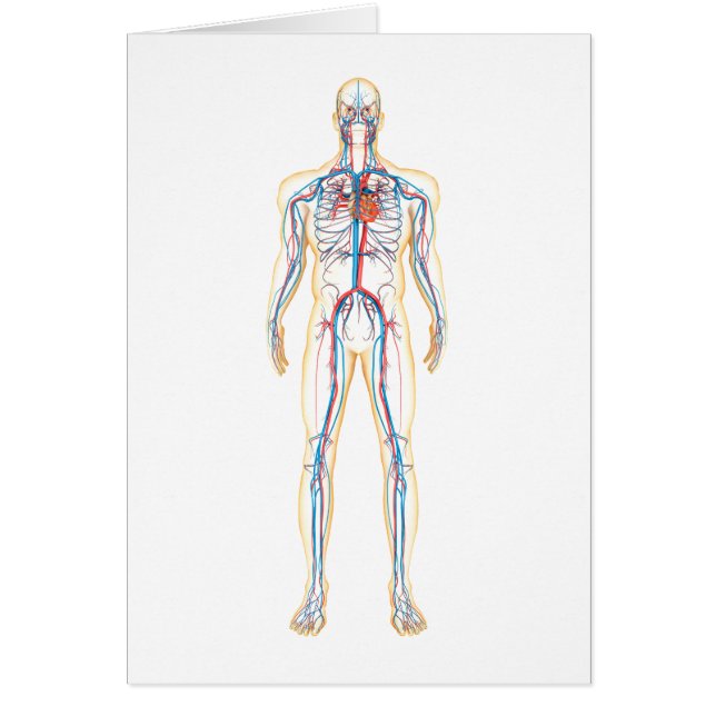 Anatomie des menschlichen Körpers und des Kreislau (Vorne)
