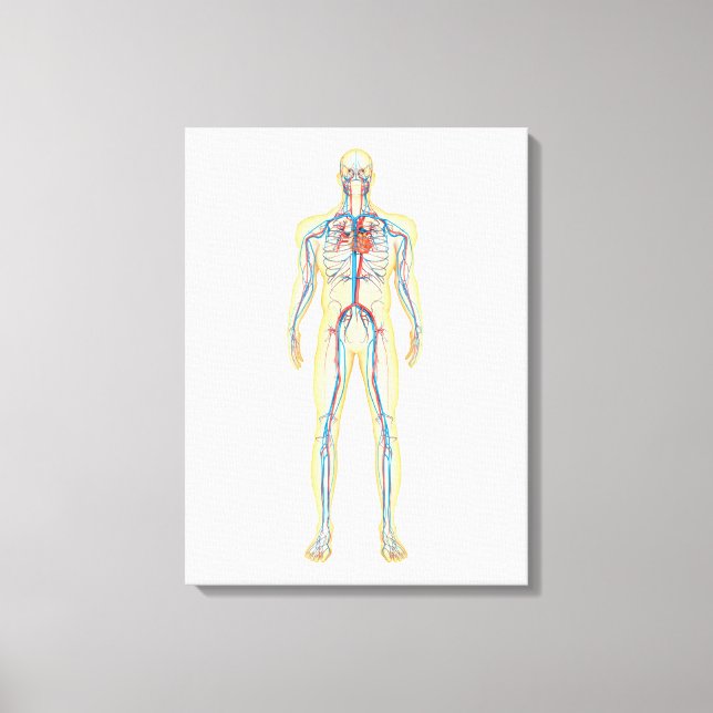 Anatomie des menschlichen Körpers und des Kreislau Leinwanddruck (Vorderseite)