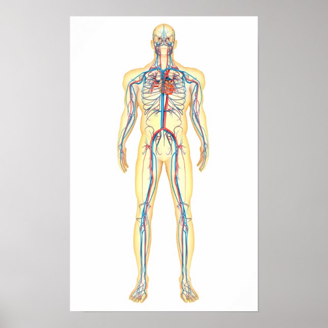 Anatomie des menschlichen Körpers und des Kreislau Poster (Vorne)
