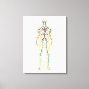 Anatomie des menschlichen Körpers und des Leinwanddruck