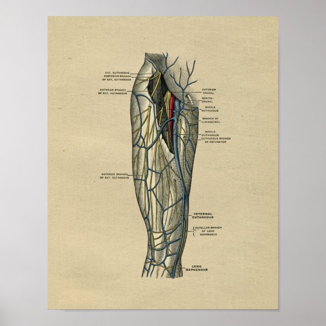 Anatomie des menschlichen Leg 1902 Vintag Poster (Vorne)