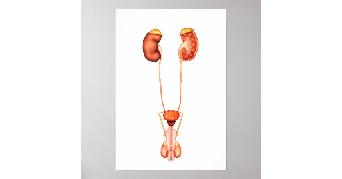 Anatomie des menschlichen männlichen poster | Zazzle.ch