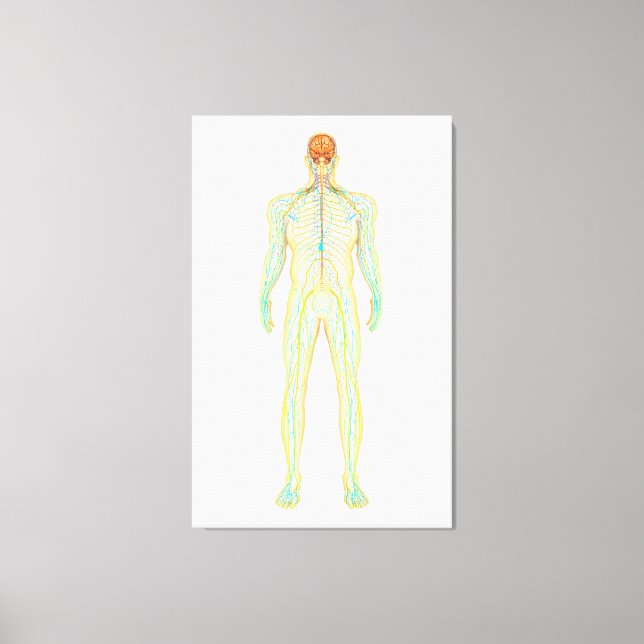 Anatomie des menschlichen Nervensystems und des Ly Leinwanddruck (Vorderseite)