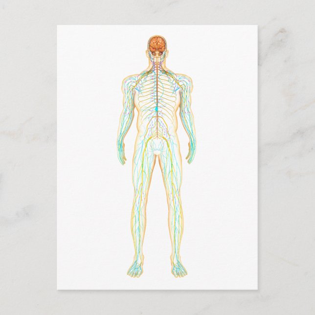 Anatomie des menschlichen Nervensystems und des Ly Postkarte (Vorderseite)