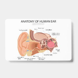 Anatomie des menschlichen Ohrs Ausweis