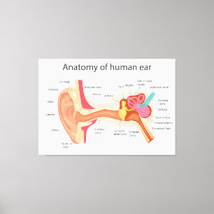 Anatomie des menschlichen Ohrs Leinwanddruck