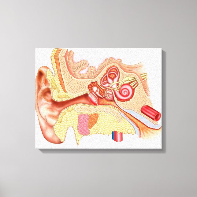 Anatomie des menschlichen Ohrs Leinwanddruck (Vorderseite)
