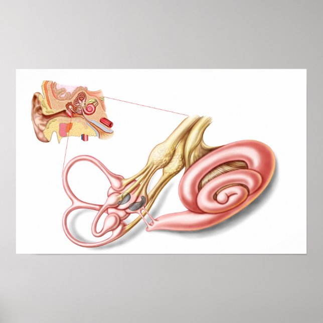 Anatomie des menschlichen Ohrs, membranöses Labyri Poster (Vorne)