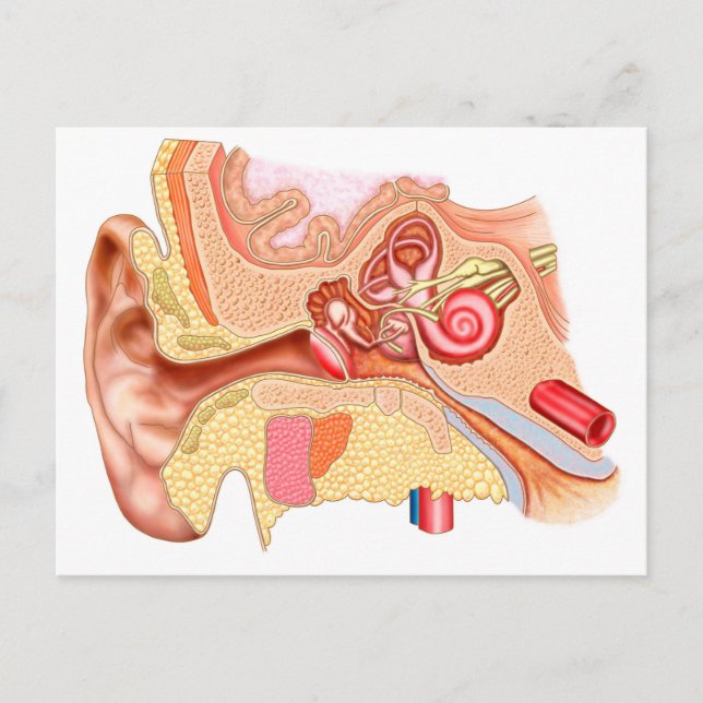 Anatomie des menschlichen Ohrs Postkarte (Vorderseite)
