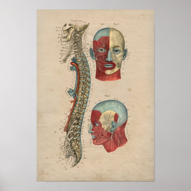 Anatomie des menschlichen Rückenmarks 1841 Print Poster (Vorne)