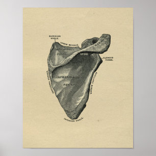 Anatomie des menschlichen Scapula 1902 Vintag Poster