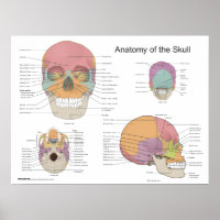 Anatomie des menschlichen Schädels 18 X 24