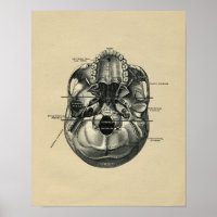 Anatomie des menschlichen Schädels 1902 Vintag