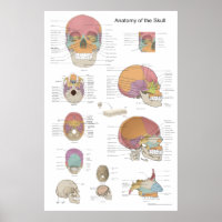 Anatomie des menschlichen Schädels 24 X 36