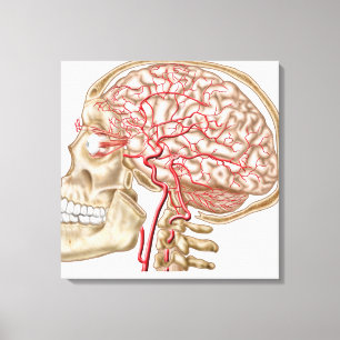 Anatomie des menschlichen Schädels, des Augapfels Leinwanddruck