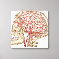 Anatomie des menschlichen Schädels, des Auges und