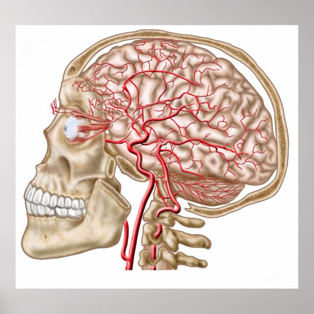 Anatomie des menschlichen Schädels, des Auges und  Poster (Vorne)