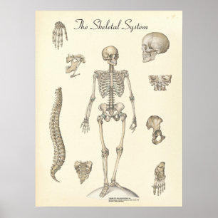 Anatomie des menschlichen Skeletts Poster