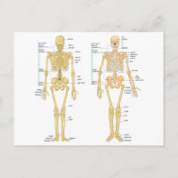 Anatomie des menschlichen Skeletts