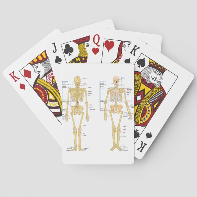 Anatomie des menschlichen Skeletts Spielkarten (Rückseite)