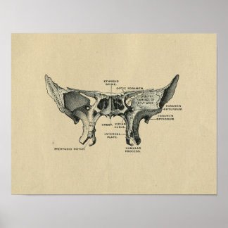 Anatomie des menschlichen Sphenoids 1902 Vintag Poster