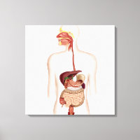 Anatomie des menschlichen Verdauungssystems