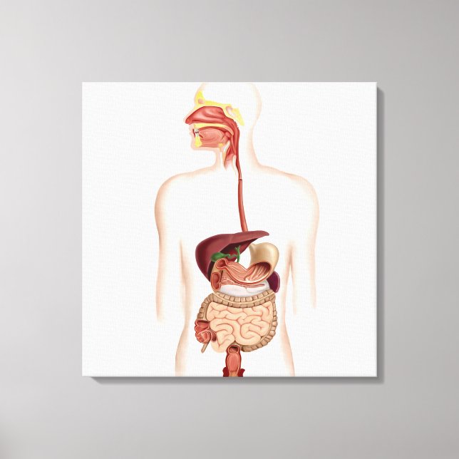 Anatomie des menschlichen Verdauungssystems Leinwanddruck (Vorderseite)
