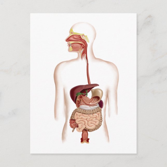 Anatomie des menschlichen Verdauungssystems Postkarte (Vorderseite)