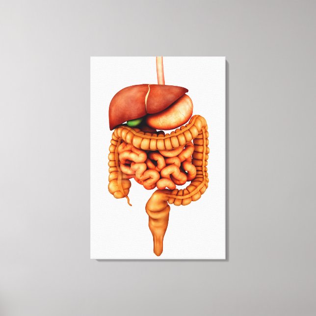 Anatomie des menschlichen Verdauungssystems, Vorde Leinwanddruck (Vorderseite)