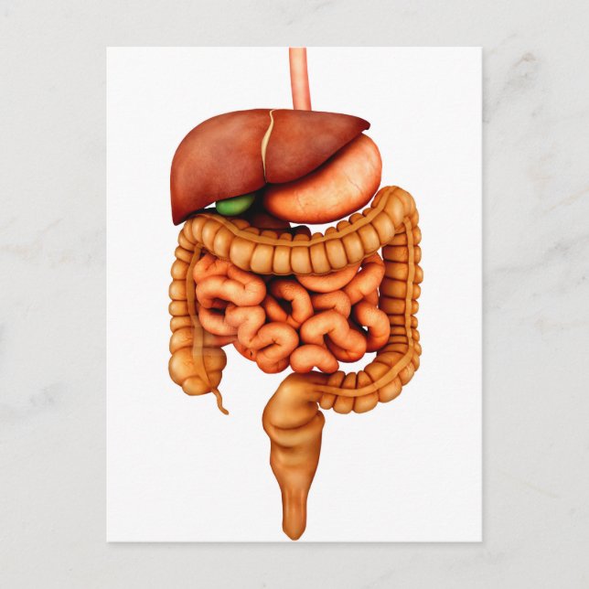 Anatomie des menschlichen Verdauungssystems, Vorde Postkarte (Vorderseite)