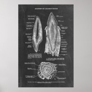 Anatomie des menschlichen Zahnfleisches Poster